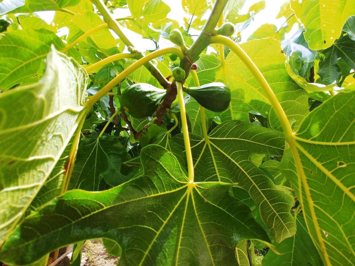 Agricamping Ponteraggio N.1 Hotel โดลเชอักกวา ภายนอก รูปภาพ