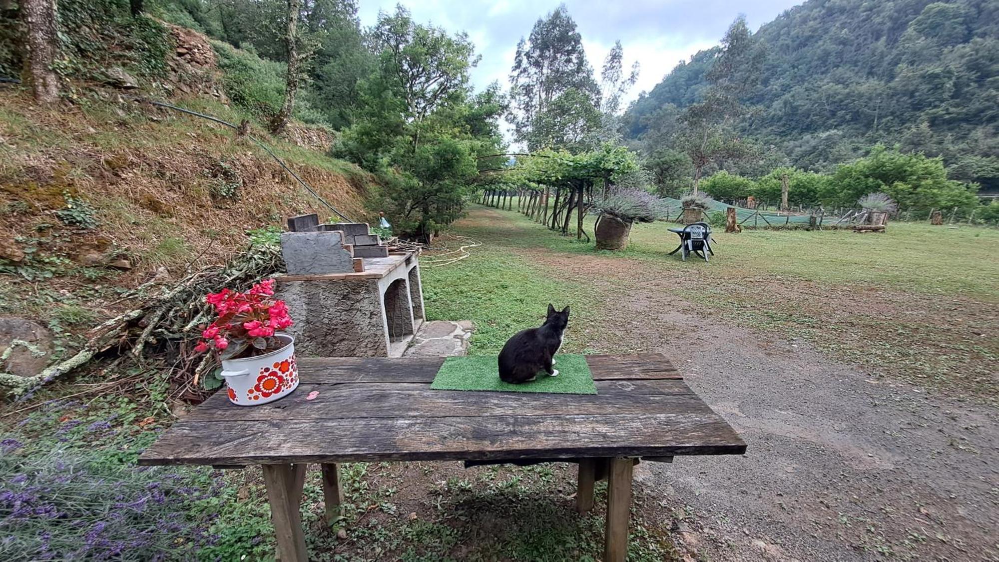Agricamping Ponteraggio N.1 Hotel โดลเชอักกวา ภายนอก รูปภาพ
